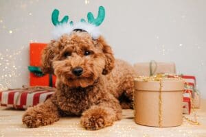 Close-up,Small,Ginger,Poodle,Dog,In,A,Green,Deer,Antlers